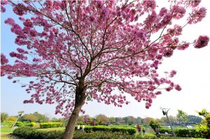 【嘉義】一棵滿開洋紅風鈴花的樹--明華濕地生態園區.忠和村赤