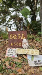 240310-烏山南段(石松子山、王爺崙山)。美美兔再走還是烏山好。