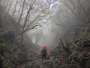 2023-009：北插天山、赫威神木群O型連走