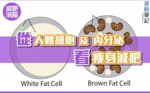 【減肥】從人體細胞及內分泌看瘦身減肥