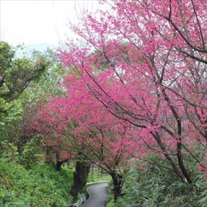 【路線】賞櫻秘境步道