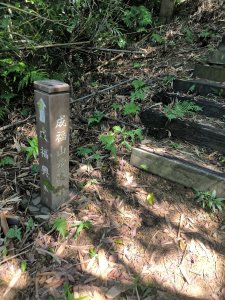 20250913微笑山線：【天上山系】望月亭桐花段