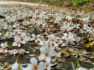 樟之細路（RSA39~RSA41）：水寨下古道、北長城古道、鳴鳳古道、綠色古道下獅潭義民廟