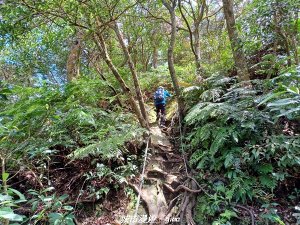 【桃園大溪】大小攀爬不斷。 小百岳集起來。 編號21小百岳-桃園金面山步道