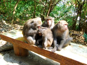 【新聞】為減緩臺灣獼猴與遊客衝突，本處將試辦以漆彈槍驅趕臺灣獼猴