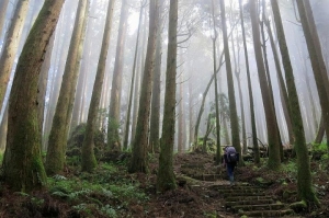 【嘉義】特富野走特富野古道