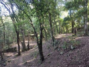 [新竹五峰][四]大窩山、比林山、鳥嘴山、鳥嘴山南峰、野馬瞰山(野馬敢山)