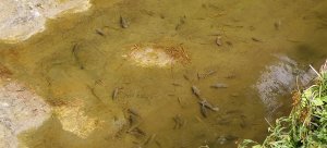 獅潭觀魚步道-2026/03/29