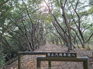 《台中》綠色隧道｜大肚環保公園登山步道O繞20260418