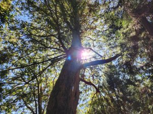 檜山巨木森林步道