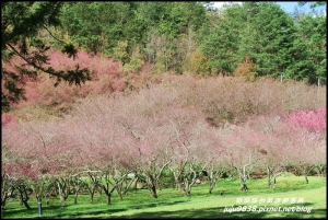 【台中】和平。武陵農場春色無邊梅櫻爭豔(上)