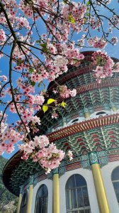 淡水天元宮賞櫻-三芝千手觀音如來