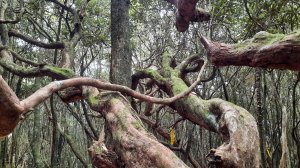 《台中》魔幻杜鵑林｜橫嶺山沙蓮山O型