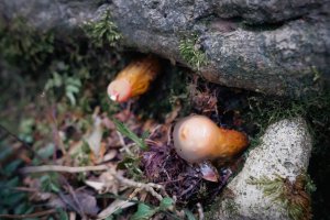 桃園復興區 處暑‧北插天山岩戶線