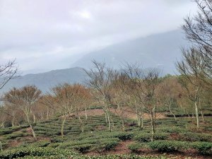 埔里六秀五部曲一守城大山
