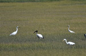 2016_0604_高美濕地木棧道