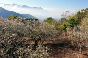 【高雄】塔羅留山走他果晏山