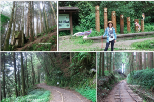 嘉義。特富野古道。鐵道森林最美的步道