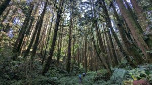 金柑樹山、忘憂森林步道｜嶺頭山