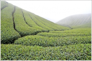 【雲林】大尖山脈越嶺縱走五連峰.盡賞茶園風光