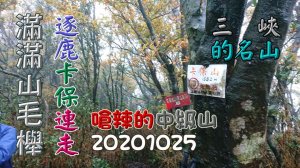 滿山的山毛櫸，代價：又變成泥巴人了！三峽逐鹿卡保連走，嗆辣的