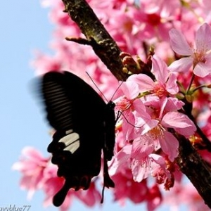 【南投】台大茶園.河津櫻枝頭鬧春意