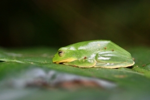 【動物】貪睡的森林精靈：台北樹蛙