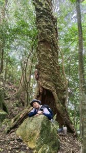 加里山（大坪登山口-杜鵑嶺-避難小屋）