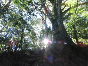 霞喀羅古道~楢山駐在所→霞喀羅大山→佐藤駐在所