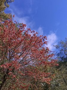 【新聞】大雪山賞楓季開始囉~季節限定的浪漫楓景千萬別錯過!