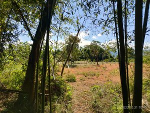 [新竹郊山]大樹新普#2...大願寺+樹杞林山+新具庄山+普照宮