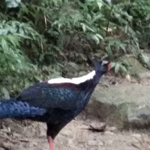 南港山親山步道之拇指山遇藍腹鷴？