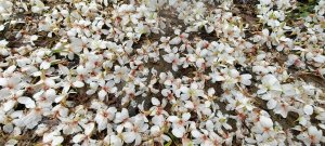 2025/04/25_苗栗鐘樓古道