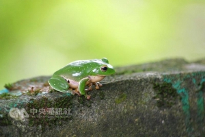 【新聞】聽取蛙聲一片 池南森林遊樂區主題活動