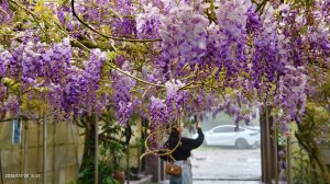 #天元宮 #吉野櫻 #頂湖小鎮 #紫藤 3/28