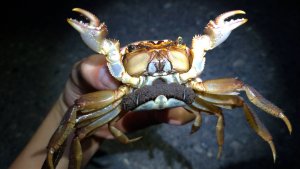 【動物】台江國家公園陸蟹生態大解密 發現4新紀錄種