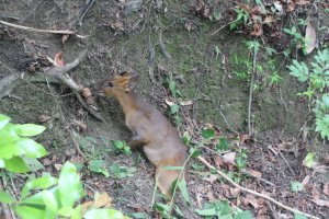 20240525高雄番子寮山-番子寮山主峰