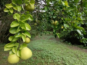 雙溪區盤山坑古道+過火坪古道O型