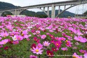 火炎山下的花海秘境 2024 D1227 三義土地公落羽松 / 三義鯉魚潭村油菜花 & 波斯菊 /台中后里羽粼落羽松  / 泰安鐵道文化園區