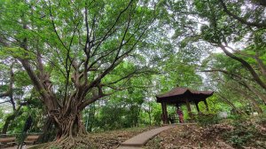 中和小山亂亂走Part II@中和嘉穗公園(四十張山)