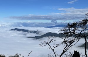  巨石、柳杉、雲海的三重奏 ⋯ 哈加縱走！