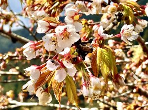 【植物】羅東林區管理處「以太平山為名的櫻花綻放中」