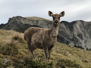 水鹿天堂-能高安東軍蹤走