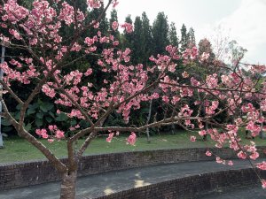 屈尺櫻花公園
