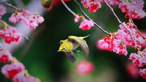 中正紀念堂隨走賞花鳥