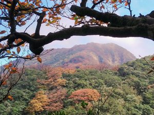 美呆～金黃山毛櫸的饗宴（樂佩、卡保稜線）