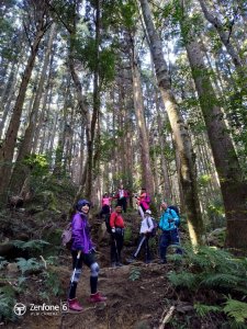 奇幻森林∥加里山登山步道