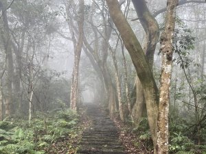 新竹縣:大崎崠桐花步道&騎龍古道