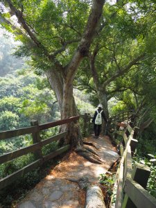《彰化》卦山西稜｜社頭清水岩步道群O型