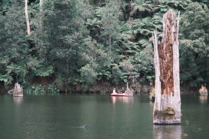[澳洲]森林系健走-Elizabeth lake尋獸-Great Otway National Park